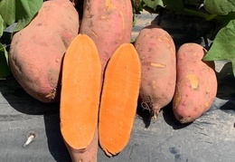Vegetables and Fruits